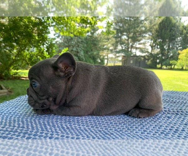 Medium Photo #15 French Bulldog Puppy For Sale in BREMEN, IN, USA