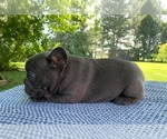 Small #2 French Bulldog