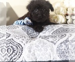 Small #3 Yorkipoo