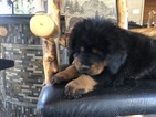 Puppy 0 Tibetan Mastiff