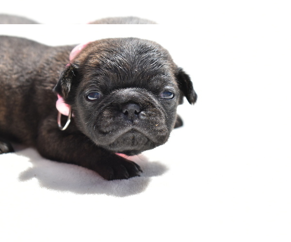 Medium Photo #2 Pug Puppy For Sale in PALM COAST, FL, USA