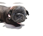 Small #1 Pug