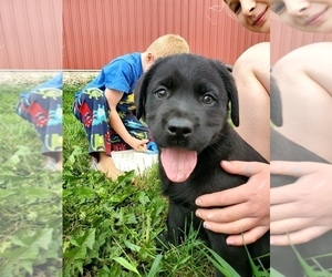 Labrador Retriever Puppy for sale in NORTH FREEDOM, WI, USA