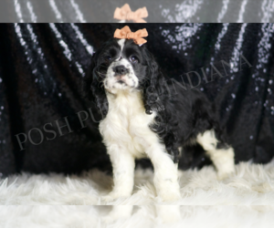 Cocker Spaniel Puppy for sale in WARSAW, IN, USA