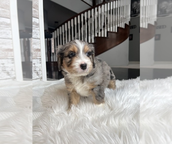 Medium Photo #10 Aussiedoodle Puppy For Sale in FREMONT, MI, USA