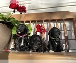 Small #2 Springerdoodle