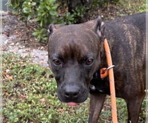 American Staffordshire Terrier Dogs for adoption in Fort Lauderdale, FL, USA