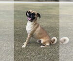 Small #4 Puggle
