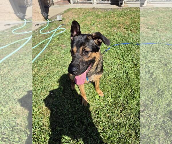 Medium Photo #1 German Shepherd Dog-Unknown Mix Puppy For Sale in Front Royal, VA, USA