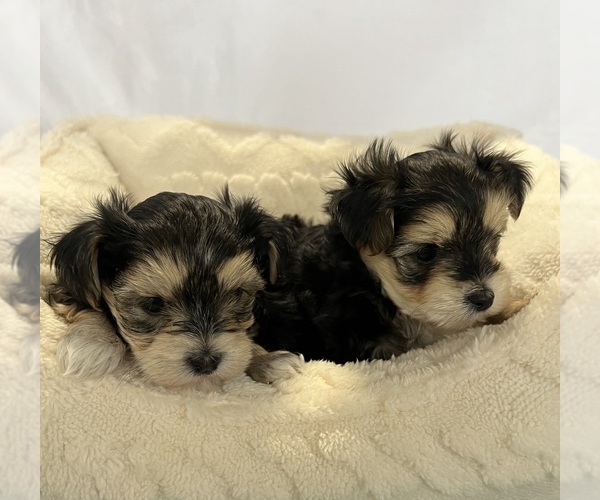 Medium Photo #6 Morkie Puppy For Sale in CORNERSVILLE, TN, USA