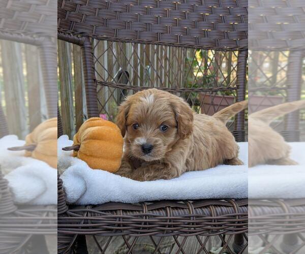 Medium Photo #13 Cock-A-Poo-Poodle (Miniature) Mix Puppy For Sale in SALEM, MO, USA