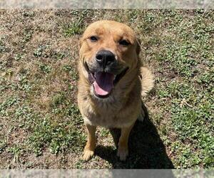 Mastador Dogs for adoption in McKinleyville, CA, USA