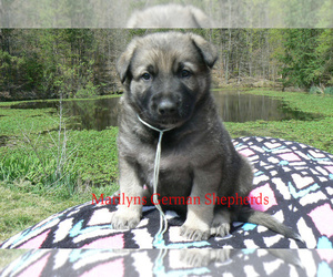 German Shepherd Dog Puppy for sale in PIEDMONT, MO, USA