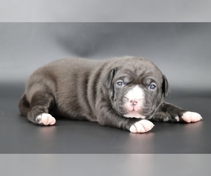 American Bully Puppy for sale in CHAMPAIGN, IL, USA
