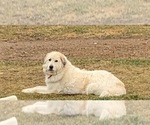 Small Photo #1 Great Pyrenees Puppy For Sale in WESTMORELAND, TN, USA