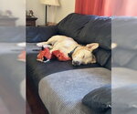 Small #3 Basset Hound-Welsh Corgi Mix