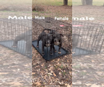 Small Photo #3 American Bully Puppy For Sale in JONESBORO, GA, USA
