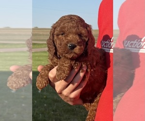 Goldendoodle (Miniature) Puppy for sale in HULL, IA, USA