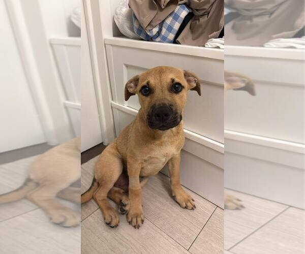Medium Photo #6 Labrador Retriever-Unknown Mix Puppy For Sale in New York, NY, USA