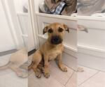 Small #5 Labrador Retriever Mix