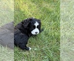 Small #2 Cocker Spaniel-Sheepadoodle Mix