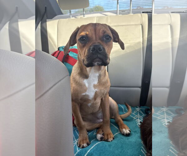 Medium Photo #3 Beagle-Unknown Mix Puppy For Sale in Newport Beach, CA, USA