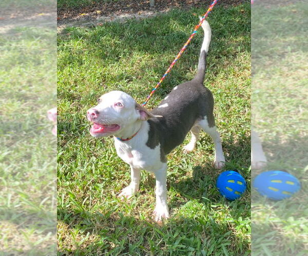 Medium Photo #3 Mutt Puppy For Sale in Canton, CT, USA