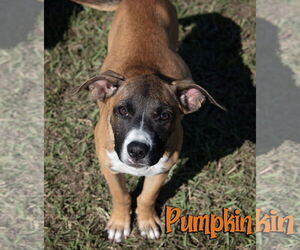 Mutt Dogs for adoption in Livingston , LA, USA