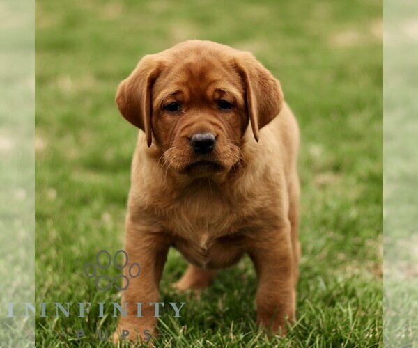 Medium Photo #2 Labrador Retriever Puppy For Sale in RONKS, PA, USA