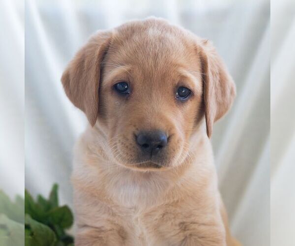Medium Photo #5 Labrador Retriever Puppy For Sale in GREEN PARK, PA, USA