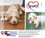 Caramel - Female Labrador Retriever-Unknown Mix Dog for Adoption - Small photo