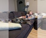 Small #1 Mutt