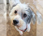 Small #2 Shih-Poo