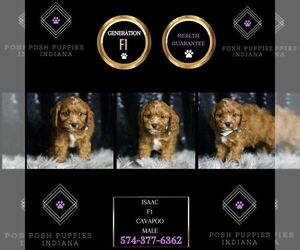 Cavapoo Puppy for sale in WARSAW, IN, USA