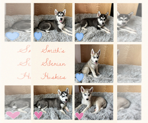 Siberian Husky Litter for sale in OTISCO, IN, USA