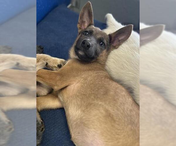 Medium Photo #1 German Shepherd Dog-Unknown Mix Puppy For Sale in Visalia, CA, USA