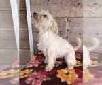 Small #4 Schnauzer (Miniature)