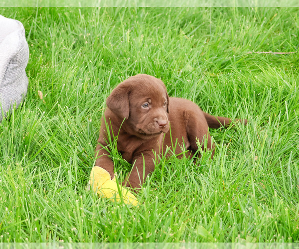 Medium Photo #6 Labrador Retriever Puppy For Sale in SYRACUSE, IN, USA