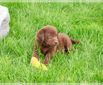 Small #5 Labrador Retriever