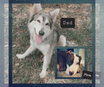 Small #13 German Shepherd Dog-Huskies  Mix