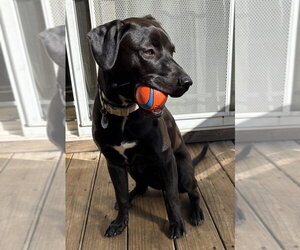 Mutt Dogs for adoption in Candler, NC, USA