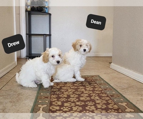 Medium Photo #9 Poovanese Puppy For Sale in TUCSON, AZ, USA