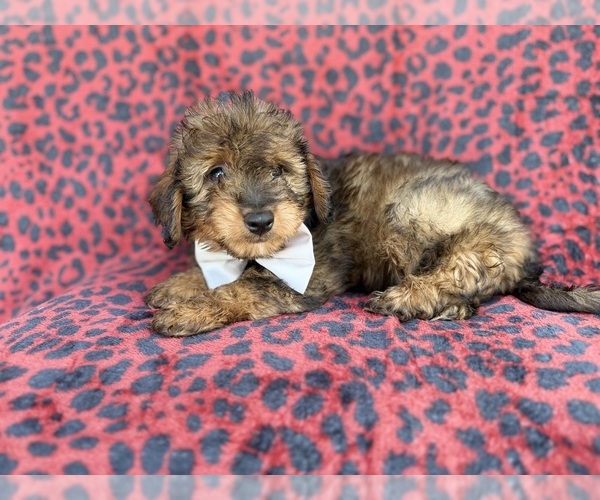 Medium Photo #6 Aussiedoodle Miniature  Puppy For Sale in LAKELAND, FL, USA