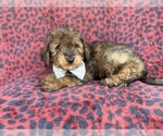 Small #5 Aussiedoodle Miniature 