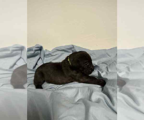 Medium Photo #5 Cane Corso Puppy For Sale in CAMBY, IN, USA
