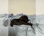 Small #4 Cane Corso