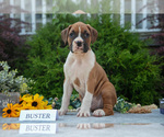Image preview for Ad Listing. Nickname: Litter of 3