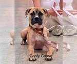 Small #3 Boxer Mix
