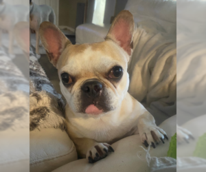 French Bulldog Dogs for adoption in Valrico, FL, USA