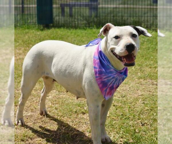 Medium Photo #1 American Staffordshire Terrier-Unknown Mix Puppy For Sale in San Antonio, TX, USA